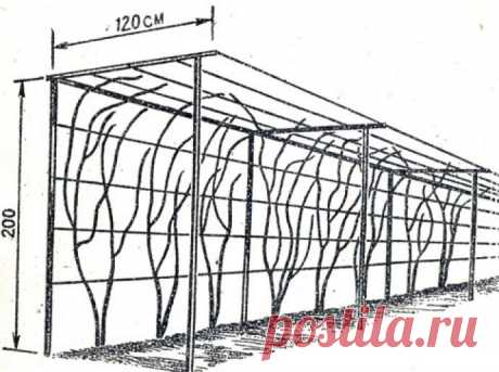 Опора для винограда своими руками: виды, размеры, правила установки, как подвязать виноград к опоре, фото, видео