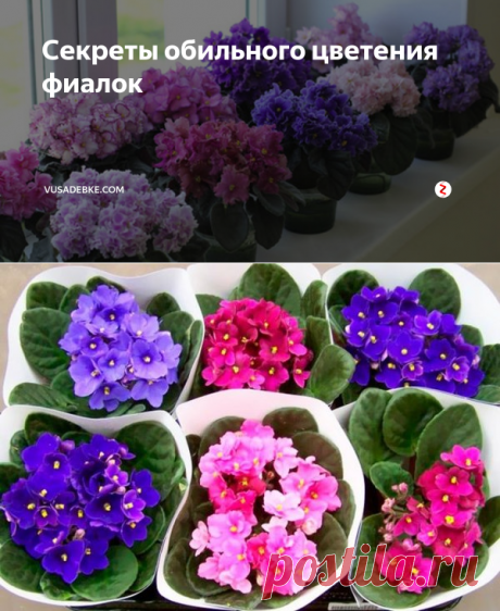 Секреты обильного цветения фиалок | Vusadebke.com | Яндекс Дзен