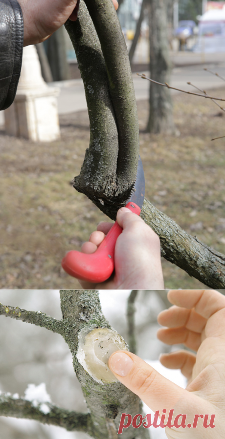 Оздоровление плодовых деревьев с помощью обрезки — 6 соток