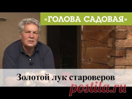 Голова садовая - Золотой лук староверов