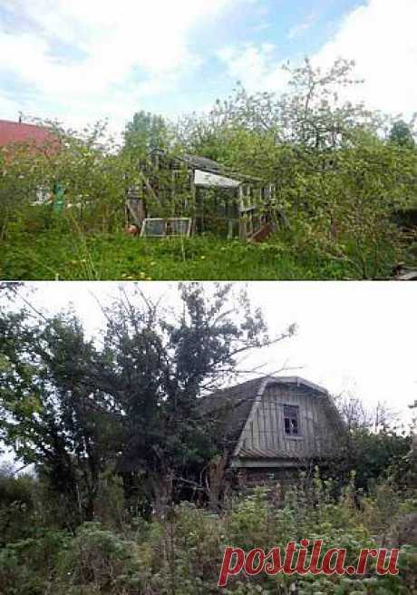 Что делать с запущенным садовым участком | Дача - впрок