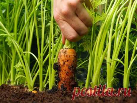 (76) Технология выращивания моркови - Огородник - 17 октября - 43931097301 - Медиаплатформа МирТесен