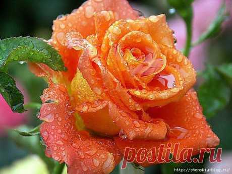 8 секретов выращивания роз