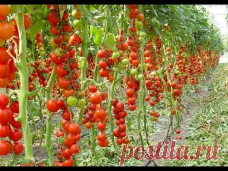 5 правил выращивание помидоров в теплице, как вырастить томаты дома