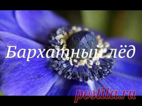 Эстафета цветы в украшениях  Брошь "Синий лед"
