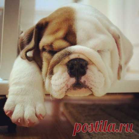 English Bulldog