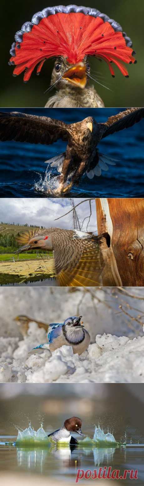 Лучшие фото National Geographic за март