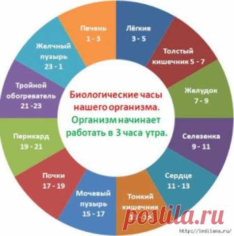 Мастера и умники: Часы работы нашего организма