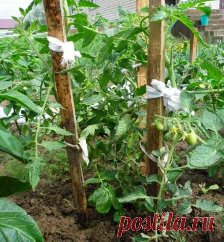 Томатокартофель - урожай томатов и картофеля с одного куста | Дачный участок