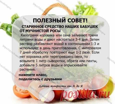 ОГОРОД
От мучнистой росы
Советы огороднику