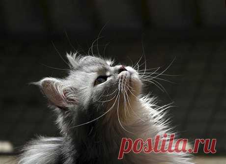 Cute Longhaired Kitten | Flickr - Photo Sharing!