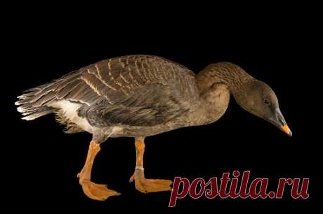 A Brent Goose Branta Bernicla At Sylvan Heights Bird Park Stock Photo | Getty Images