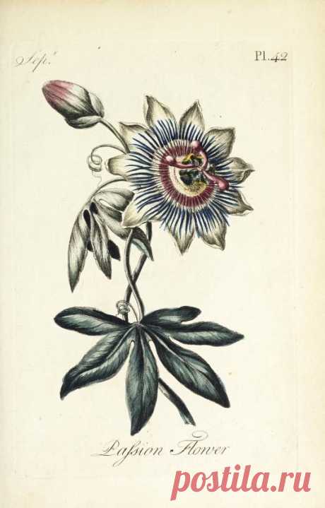 The florist : containing sixty plates of the most beautiful flowers regularly dispos'd in their succession of blowing : to which is added an accurate description of their colours, with instructions for drawing & painting them according to nature : being a new work intended for the use & amusement of gentlemen and ladies delighting in that art : Free Download, Borrow, and Streaming : Internet Archive