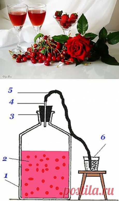 Рецепты домашних наливок. | Наш дом
