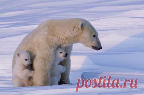 Чтобы сделать эти фотографии с полярными медведями, потребовалось 117 часов ожиданий в 50-градусный мороз - 6 Февраля 2016 - Наша планета.Новости экологии