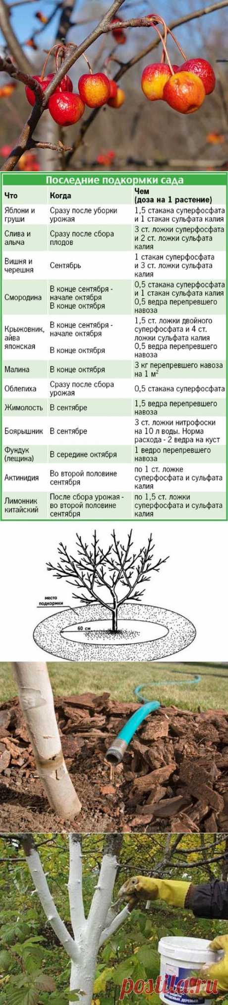 Подготовка плодовых деревьев к зиме — 6 соток