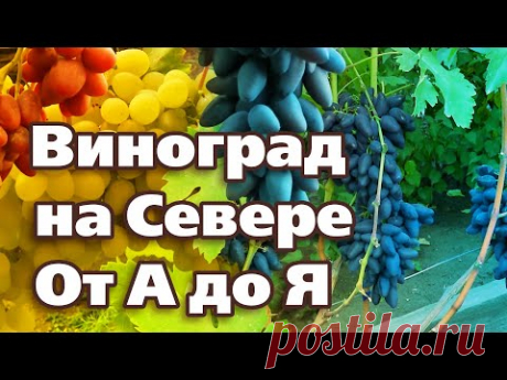 ВСЕ О ВЫРАЩИВАНИИ ВИНОГРАДА В СЕВЕРНЫХ САДАХ.  От посадки до укрытия