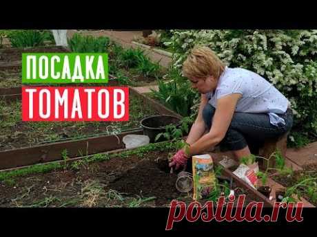 ПОСАДКА ТОМАТОВ 🍅 Что класть в лунку при посадке? / Садовый гид