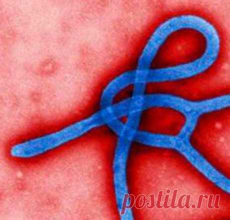 О лживой теории инфекционных заболеваний и вирусе Эбола | Альтернативная медицина