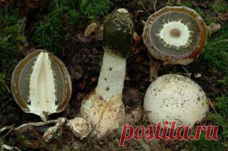 Веселка гриб применение и отзывы про лечебные свойства