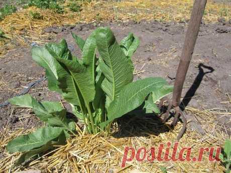 Хрен – единственное растение, способное вытягивать соль через поры кожи.