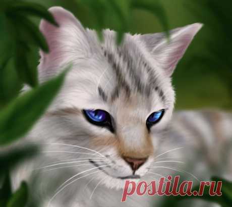 Фото Кошка с голубыми глазами, страница