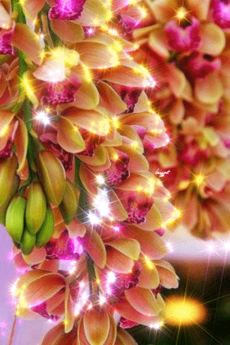 Фото цветов блестящие. Красивые живые цветы gif ⋆ Картинки Открытки Праздники