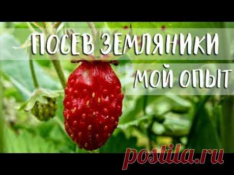 ТОП 2 СПОСОБА ПОСЕВА ЗЕМЛЯНИКИ ИЗ СЕМЯН || МОЙ МНОГОЛЕТНИЙ ОПЫТ!