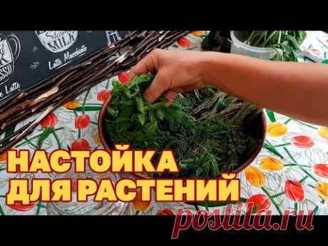 СТИМУЛЯТОР РОСТА /ЗАЩИТА РАСТЕНИЙ СВОИМИ РУКАМИ