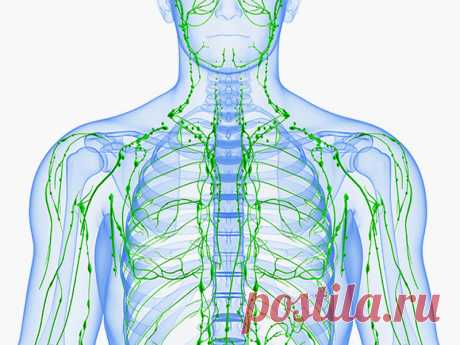 Как улучшить работу лимфатической системы