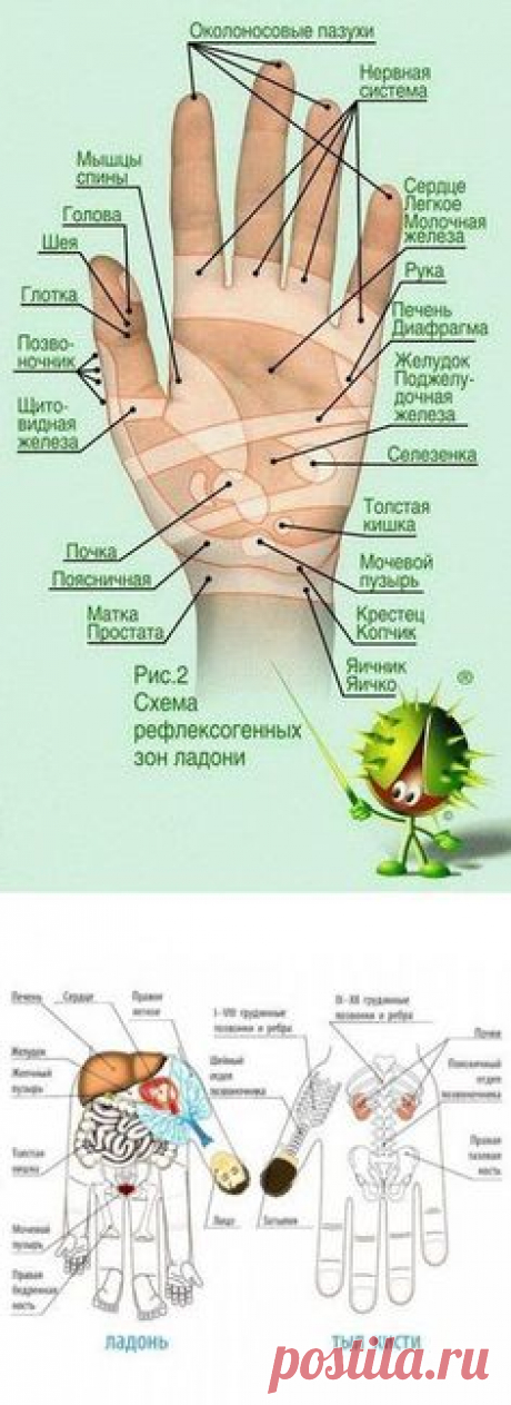 Тайная сила… мизинца. Влиятельный указательный | Мамам, женщинам, баб� | не болеть !!!!!!!!! | Постила