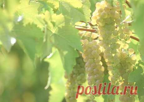 Виноград удобряют осенью или рано весной до распускания почек | Дачный участок