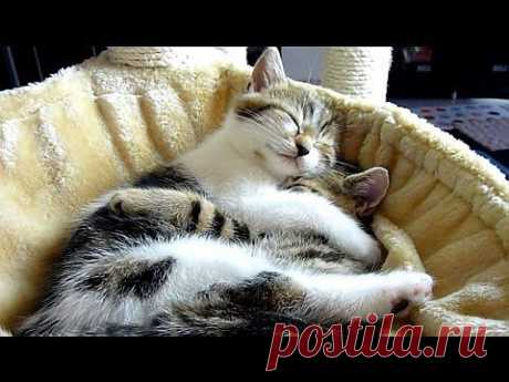 Cutest Cat Moments. Top 20 Kitten and Cat Hugs - YouTube