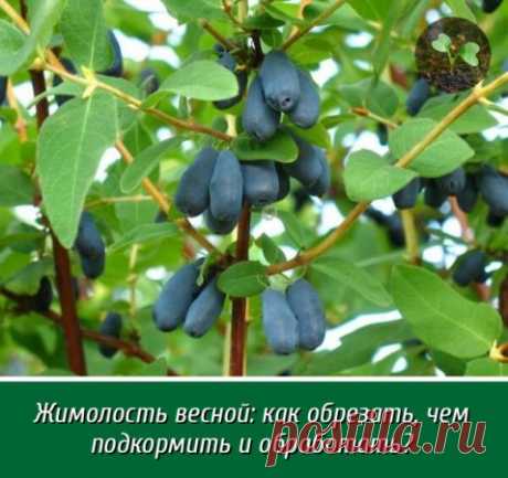 Жимолость — неприхотливый малоуходный кустарник. Удивительно зимостоек, умеренно стоек к засухе, урожаен, особенно в молодом возрасте. Ягоды жимолости созревают раньше других. На величину урожая при этом влияют разные факторы, в том числе правильный уход весной. О том, как нужно обрезать кустарник, какими минеральными и органическими удобрениями подкормить и нужно ли обрабатывать от болезней и вредителей.
Жимолость считается самой первой ягодой сезона, конкурентом ей являе...