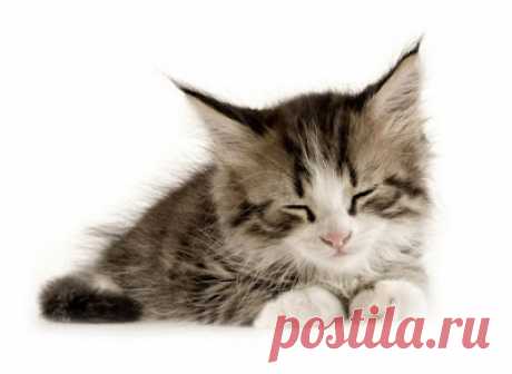 Cute&Cool Pets 4U: Красивые Кошки и Котята Картинки и Обои