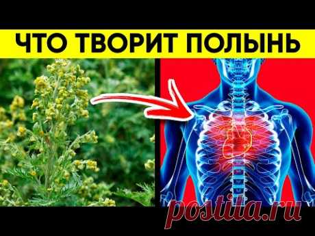 ВОТ ЧТО ТВОРИТ ПОЛЫНЬ! (Реальная Польза и Вред Полыни)