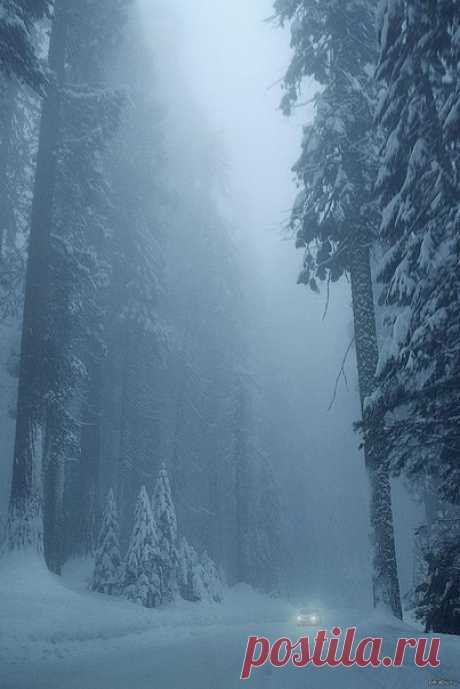 Зима в лесу. Восхитительный кадр ...