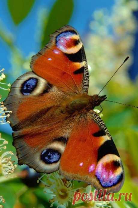 The European Peacock (Inachis io), more commonly known simply as the Peacock butterfly, is a colorful butterfly, found in Europe and temperate Asia as far east as Japan.  |  Pinterest • Всемирный каталог идей