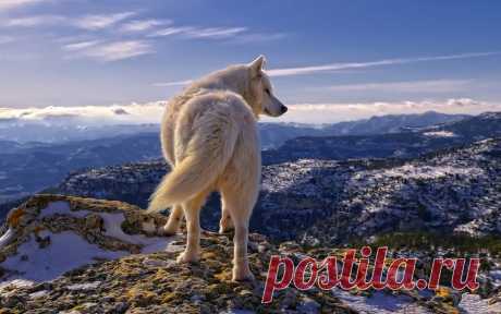 Обои Белый волк стоит на горе, рассматривая свои просторы на рабочий стол, страница