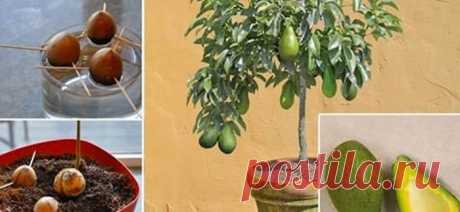 Можете больше не покупать авокадо в магазине. Вот как можно вырастить собственное дерево в небольшом горшке. Вырастить собственное дерево авокадо намного проще, чем вы могли бы подумать. Оно действительно того стоит.