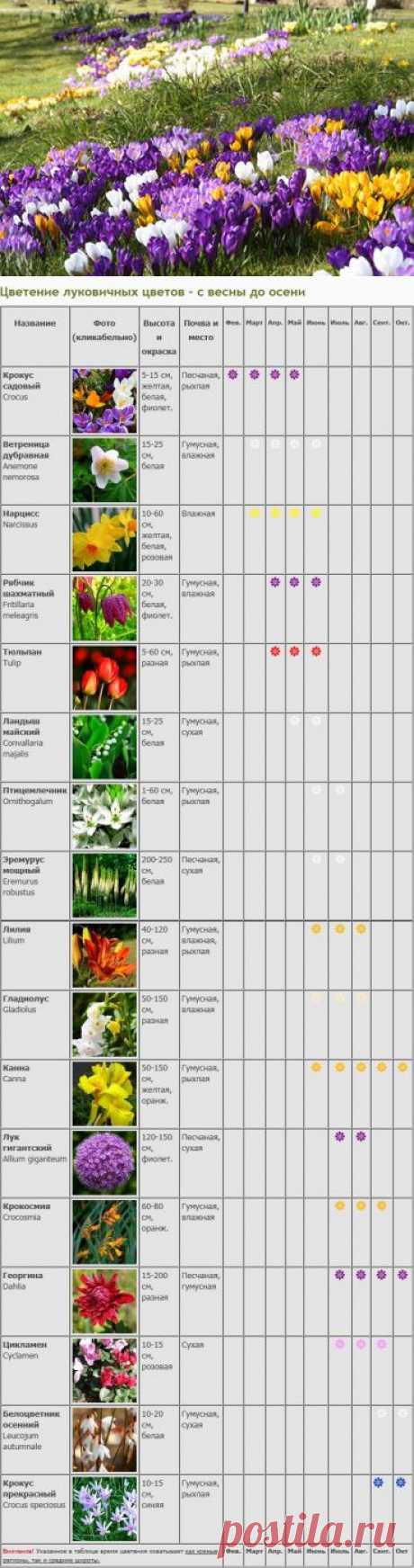 Календарь цветения луковичных и клубневых растений.