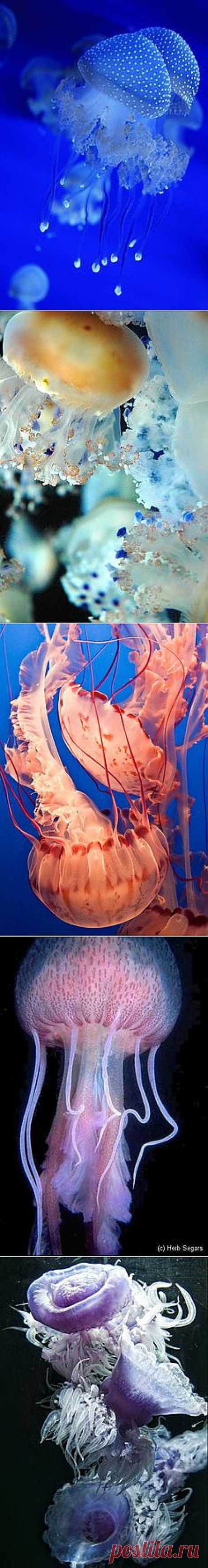 Jellyfish