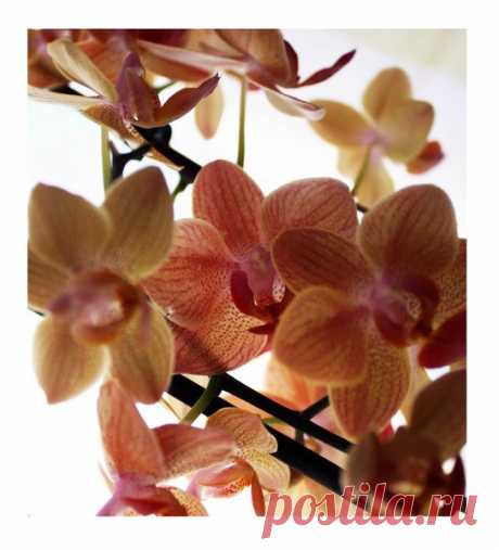 Уход за орхидеей в домашних условиях: | Записки орхоголика | Яндекс Дзен