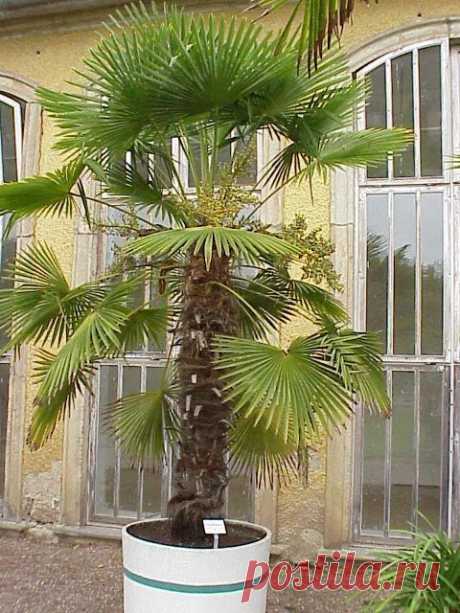 Почему у домашних пальм сохнут листья и как это исправить