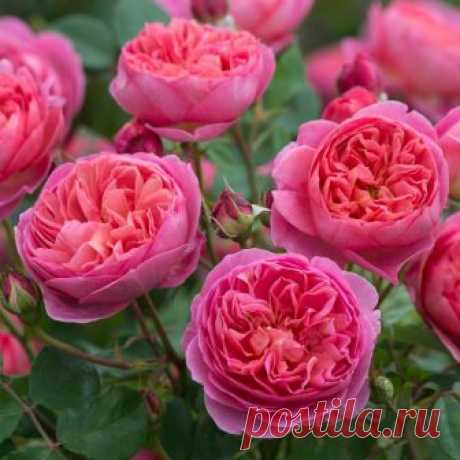 Английские розы от Дэвида Остина.
