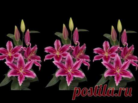 Как сделать цветок лилии из полиэтиленового пакета | Цветочные Ремесла