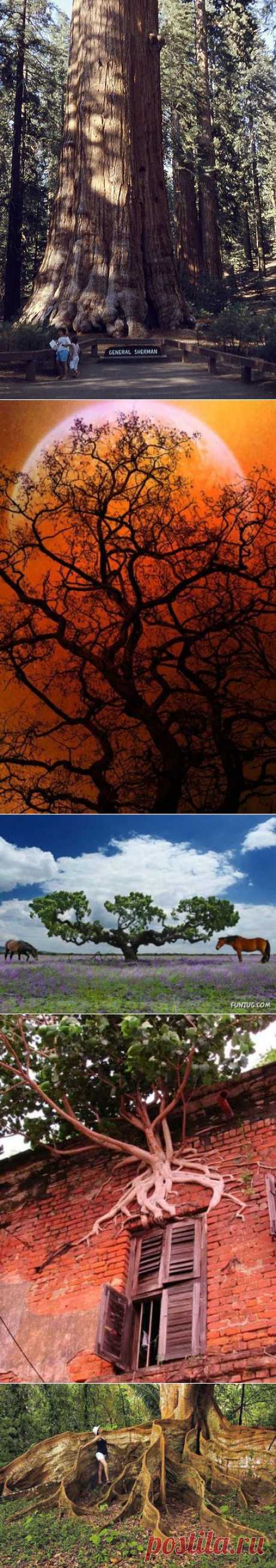 amazing trees | Dusky's Wonders