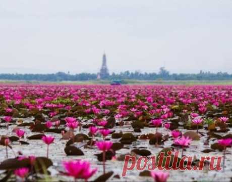«Море красных лотосов» — удивительной красоты озеро в Таиланде