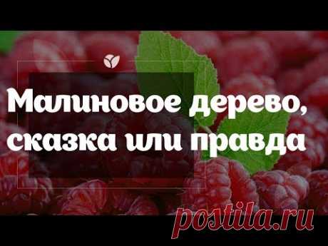 Малиновое дерево 🌳 | Сказка или правда? | Agro-market.net