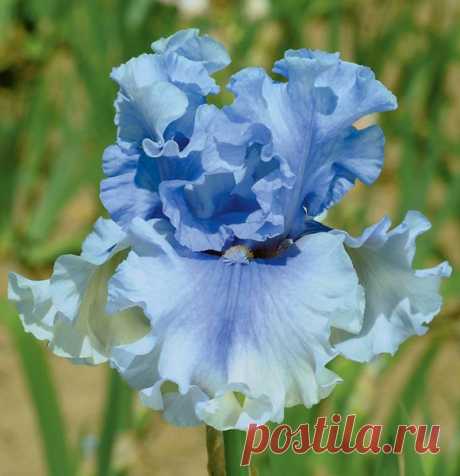 Blue Iris